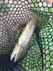 Piedipaterno Report Photo 2