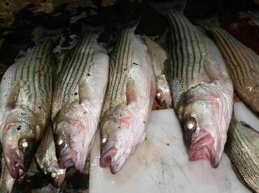 Fish are on the move