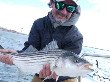 Beautiful striper on the fly