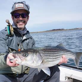 Big stripers on the fly