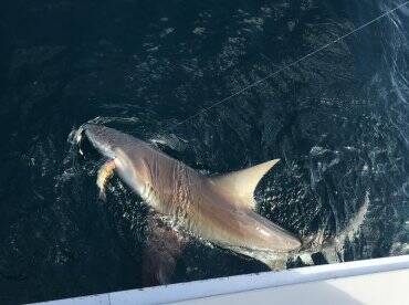 Panama City Report Photo 1