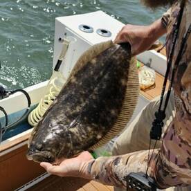 Quality flounder on bucktails