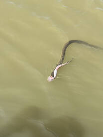 Venice Report Photo 1