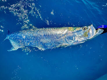Tarpon Time