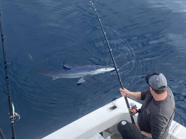 Shark fishing is going strong!