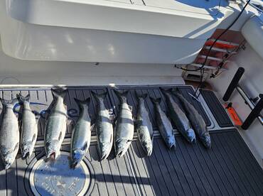 Its time to get some Salmon!