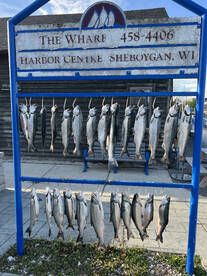 Coho Salmon On Fire!