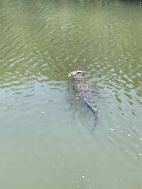 Mahi mahi and the croc