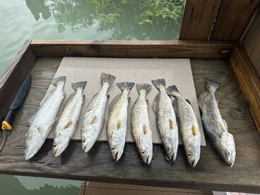 Solid trout bite this morning. 