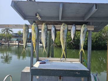 Mahi, tuna and a sailfish!