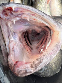 Big Fish, BIG Walleye now!