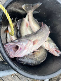 Lakeside Marblehead Report Photo 2