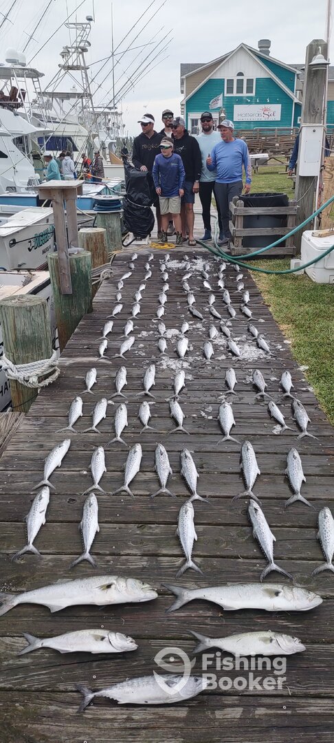 No Cobia ..but plenty of Spanish Mackerel