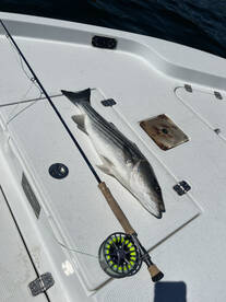 It’s fully on! Fly and topwater!