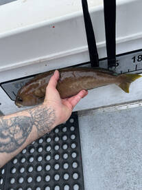 Great fishing limits of red snapper on a