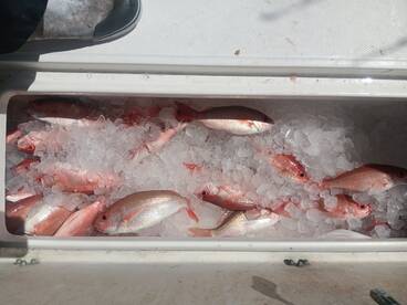 Destin Report Photo 2