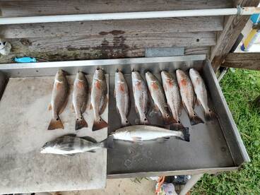 Red's and speckled trout