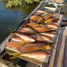 Yellowtail limits
