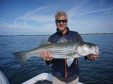 Beautiful stripedbass on the flats. 