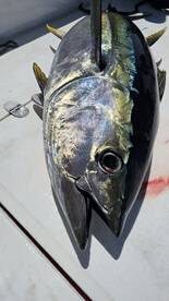 Ponta Delgada Report Photo 2