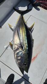 Outstanding  day fishing. 