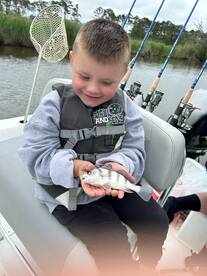 Black drum everywhere 