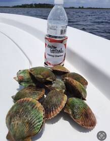 Scallop season started June 15