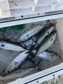 North Topsail Beach Report Photo 2