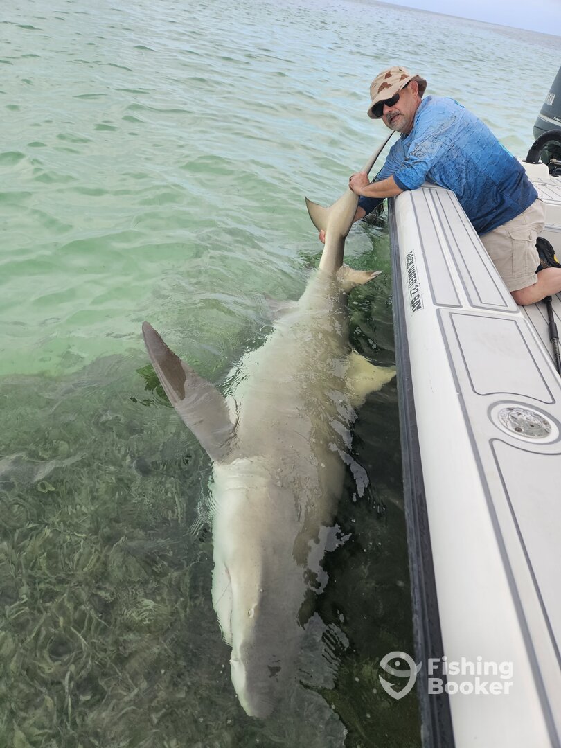 Monster lemon sharks