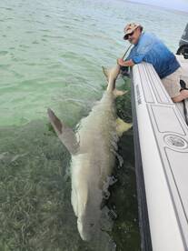 Trophy lemon shark