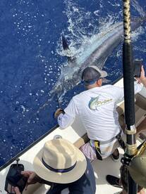 Blue marlin has arrived to Madeira! 