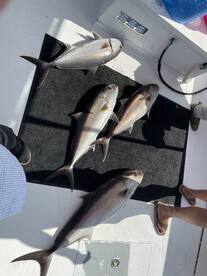 Amberjack Season is in Full Swing!