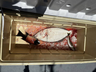 Oceanside Report Photo 1