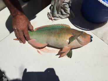 Islamorada Report Photo 2