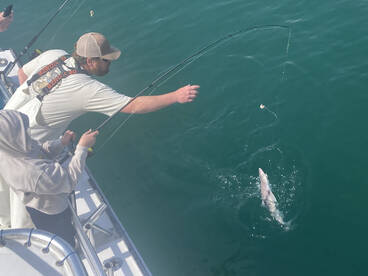 Cobia ,Spanish,Sea Bass,Blues!