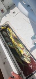 11 mahi and 1:1 tarpon