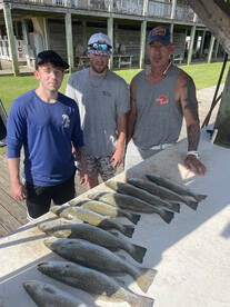 The Speckled Trout have arrived