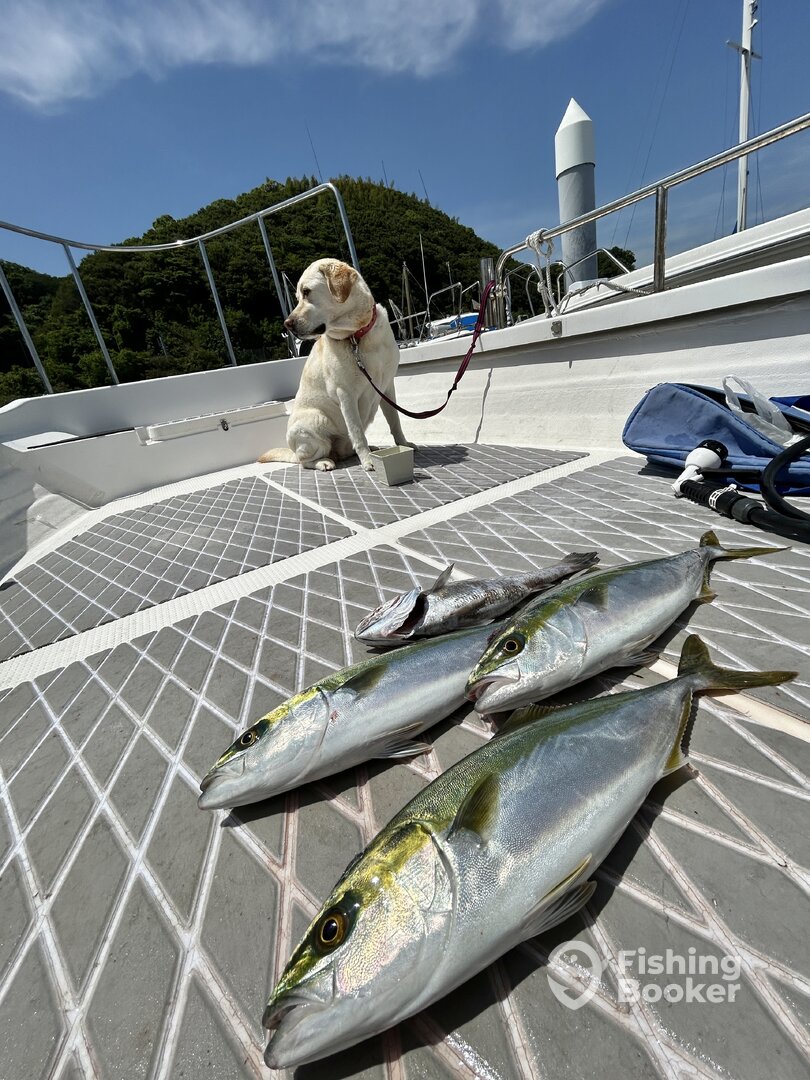 Sumoto Report Photo 0