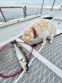 Sumoto Report Photo 2