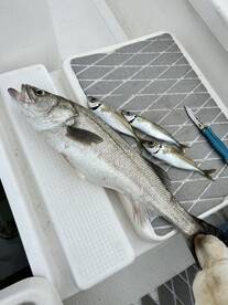 Seabass