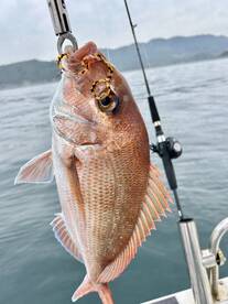 Red snapper and jack mackerel