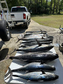 Fernandina Beach Report Photo 1