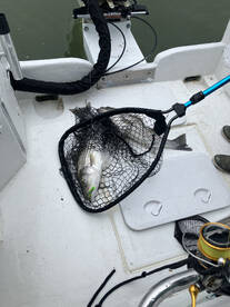 Chesapeake Beach Report Photo 2