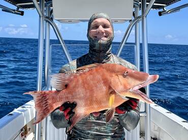 Hog snapper season is open!