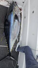 Ponta Delgada Report Photo 2