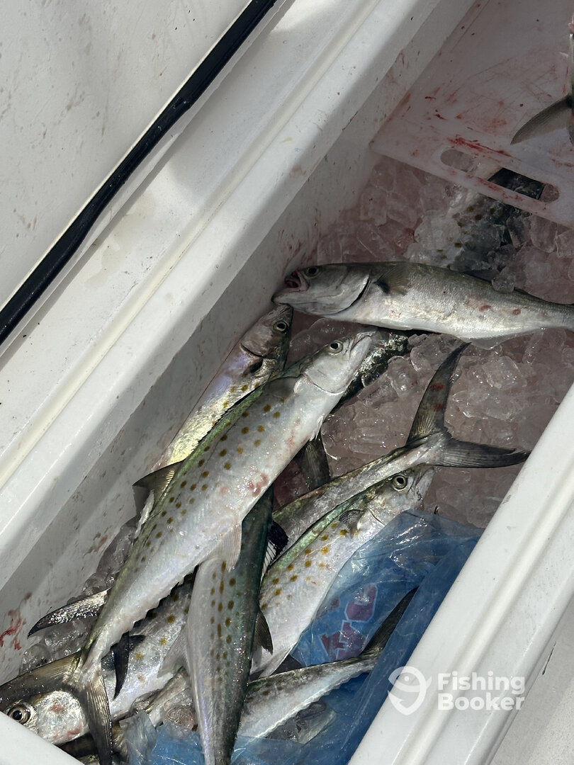 Wanchese Report Photo 0