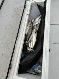 Wanchese Report Photo 1