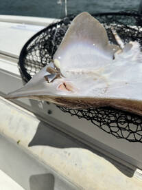 Somers Point Report Photo 1