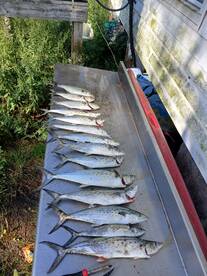 Spanish mackerel on fire 