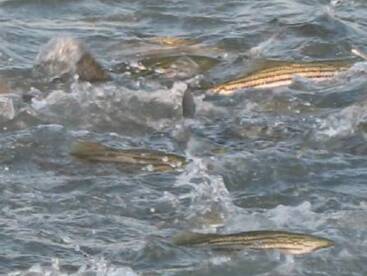 Top Water Action All Morning